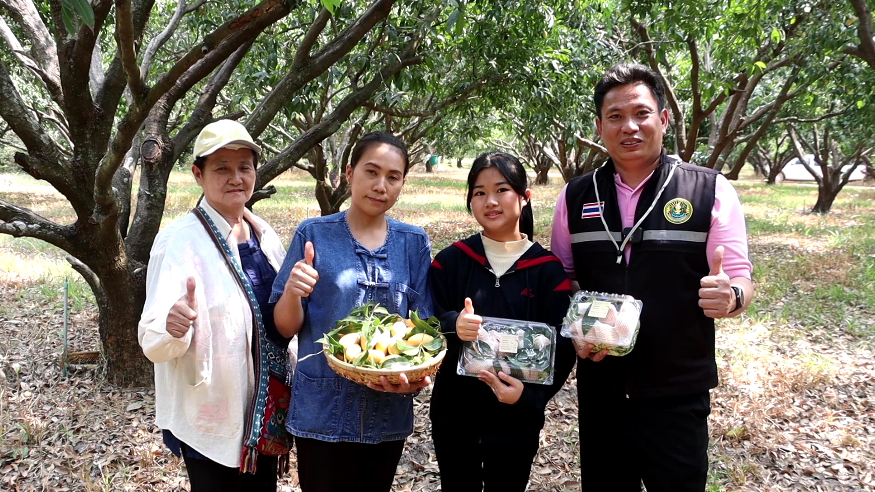 ชาวสวนพิจิตรชวนชิมมะยงชิดรสชาติดีราคาจับต้องได้