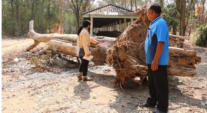   ชาวบ้าน รวมตัวขับไล่เจ้าอาวาส หลังตัดไม้ประดู่ไม้หวงห้ามภายในป่าสาธารณะเหลือเพียงตอ พร้อมเดินหน้าเอาผิดให้ถึงที่สุด