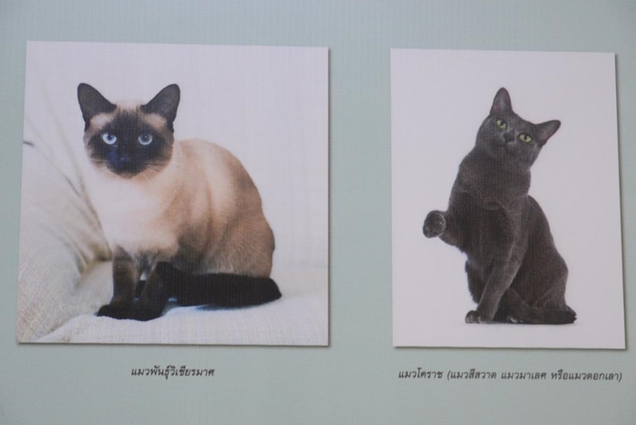 ทาสแมวต้องชม “วิฬาร์ วิลาส: การเดินทางของแมวในวิถีไทย”