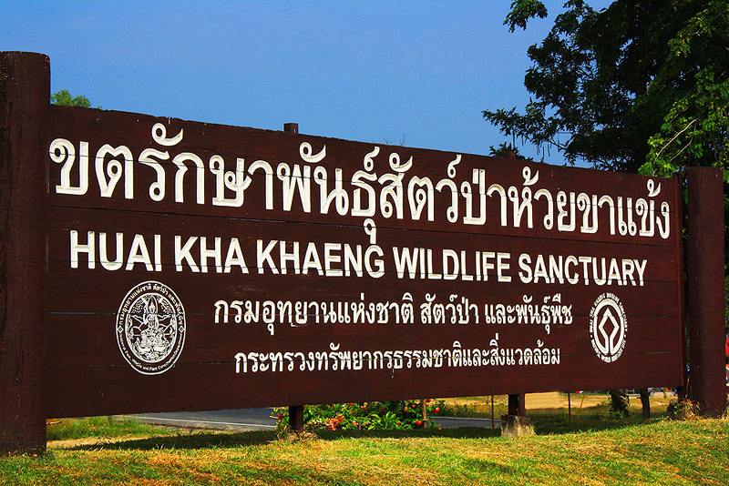 ห้วยขาแข้งประกาศปิดพื้นที่ท่องเที่ยวชั่วคราว หลังเสือโคร่งทำร้ายเจ้าหน้าที่เสียชีวิต