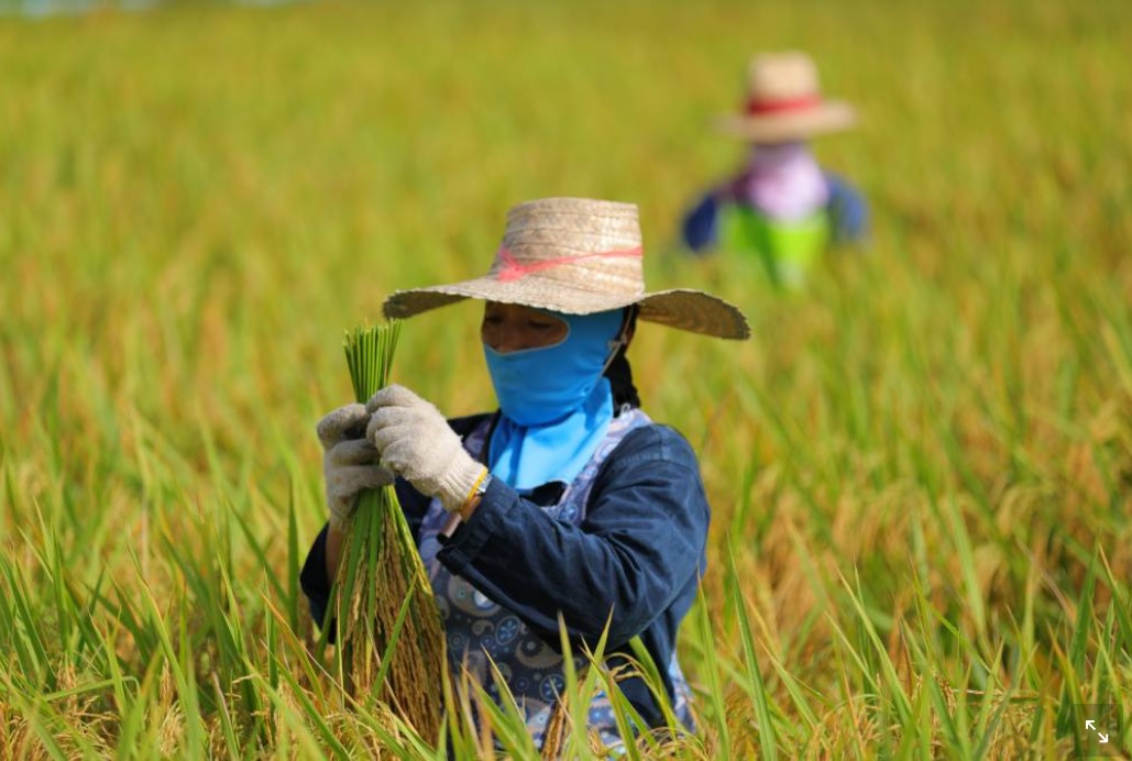 ชาวนาบ้านหมี่โอดเจอข้าวเปลือกขายได้ราคาต่ำสุด แต่ราคาข้าวสารสูงในรอบ 8 ปี