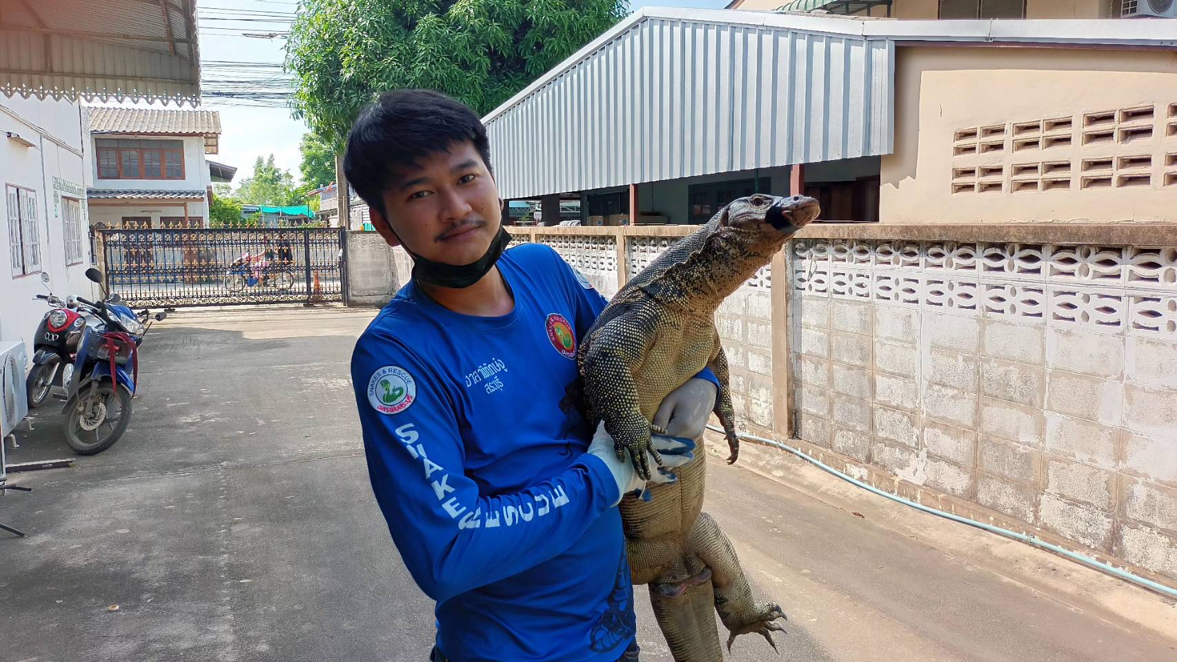  กู้ภัยใช้ผ้ากฐินจระเข้จับตัวเงินตัวทองจากดุร้ายกลายเป็นเชื่องเป็นแมวนอนนิ่ง