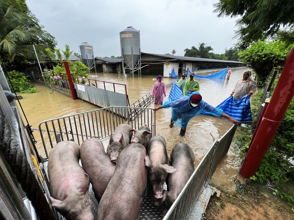 เร่งย้ายหมู 1,400 ตัว หลังน้ำในคลองห้วยแร้งเอ่อล้นท่วมฟาร์มหมู-บ้านประชาชน