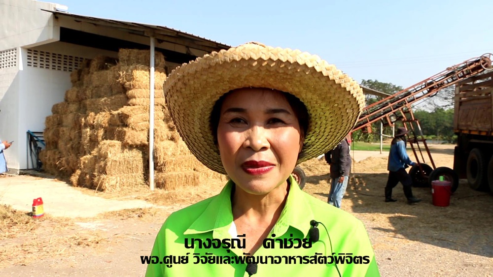 พิจิตรวิกฤตภัยแล้งส่อเค้าหนักศูนย์วิจัยและพัฒนาอาหารสัตว์เร่งผลิตหญ้าแห้งอัดก้อนช่วยเหลือโคกระบือ