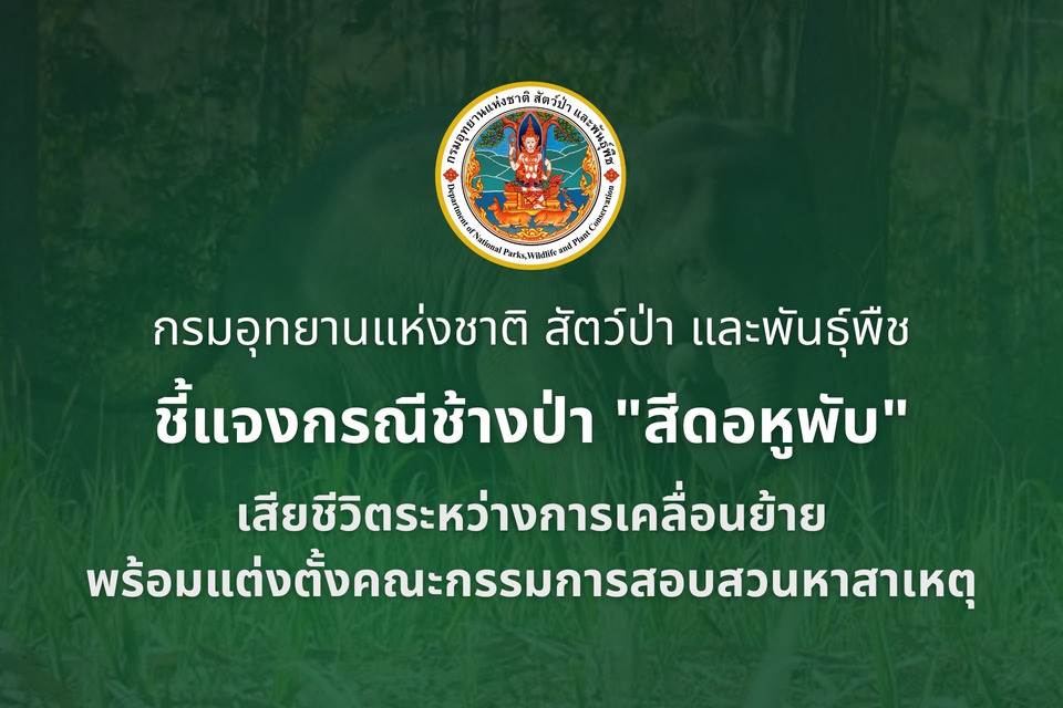 สูญเสียครั้งใหญ่! ช้างป่า “สีดอหูพับ” เสียชีวิตระหว่างเคลื่อนย้าย “กรมอุทยานฯ” แถลงเสียใจ พร้อมตั้งกก.สอบทุกขั้นตอน