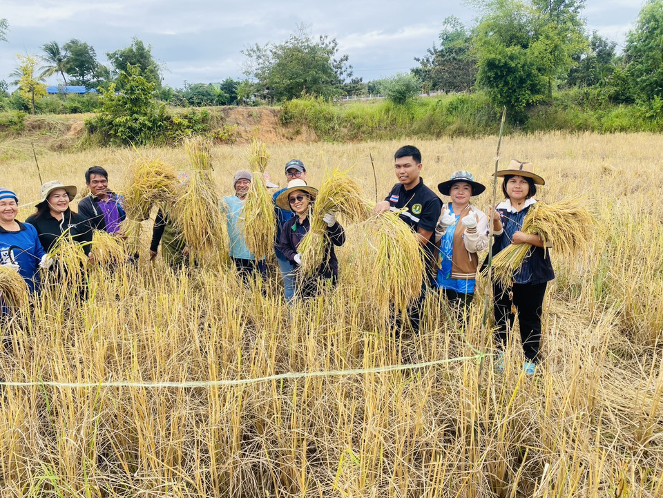 เกษตรยโสธรลงพื้นที่ประเมินผลผลิตข้าว 2568/69 เลิงนกทา พบผลผลิตดอกมะลิ 105–กข6 สูงต่อเนื่อง