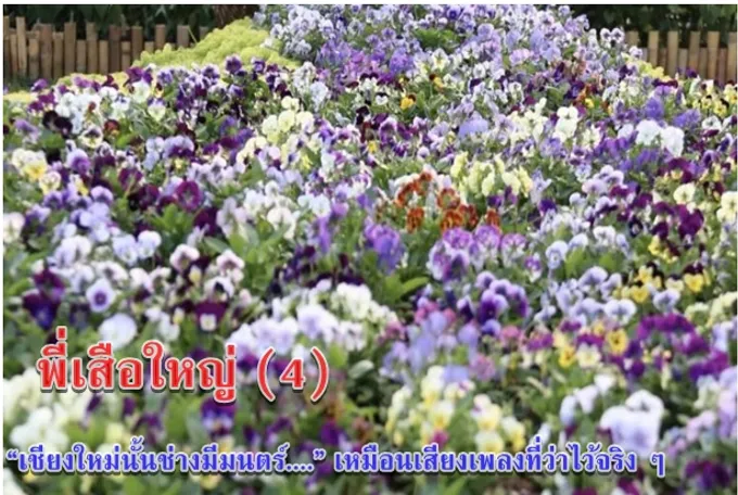 พี่เสือใหญ่ (4)