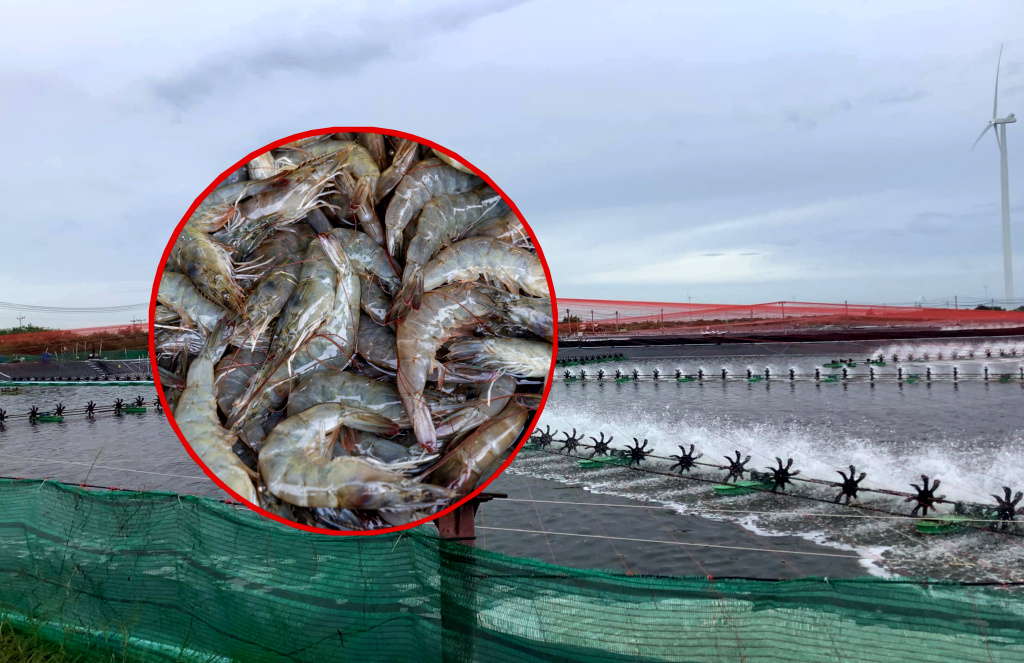 เกษตรกรจี้ “บอร์ดกุ้ง” แก้ราคาตก หลังปล่อยกุ้งต่างชาติรุกรานกุ้งไทย ห้องเย็นฟันกำไร คนเลี้ยงตายคาบ่อ