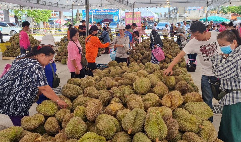 สวนทุเรียน 800 ไร่ ลุยขายตรงตัดพ่อค้าคนกลาง หมอนทองเริ่ม 49 บาท รับประกันทุกลูก
