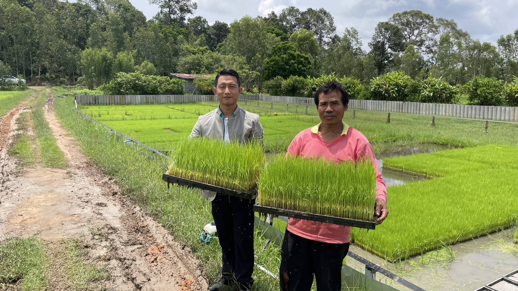 เกษตรอำเภอมหาชนะชัยลงพื้นที่เยี่ยมและติดตามอาสาสมัครเกษตรสร้างรายได้วันละ4-5พัน​ จากขายกล้าข้าวในถาดสำหรับรถดำนา