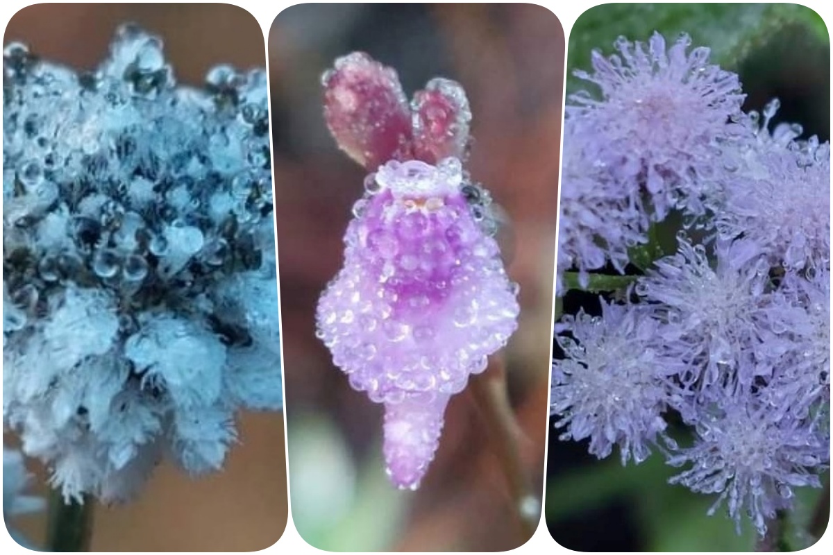 สัมผัสอากาศหนาว ชมความสวยงามจากธรรมชาติที่อุทยานแห่งชาติภูกระดึง 