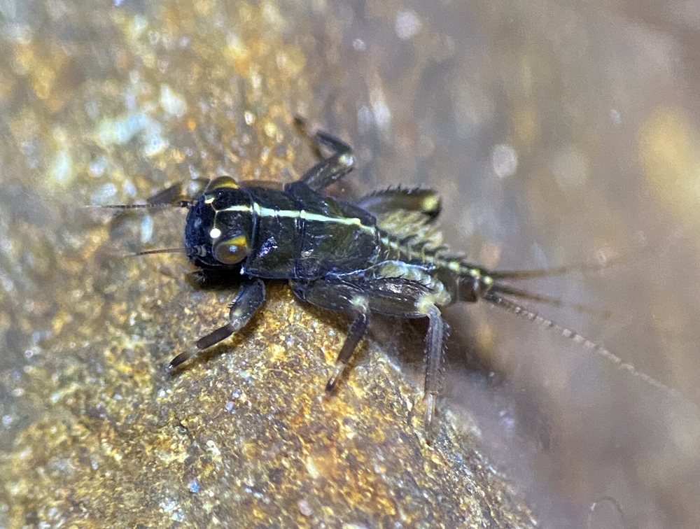 นักวิจัยไทย-สมาพันธรัฐสวิส ค้นพบ "แมลงชีปะขาว" Cincticostella Allen,1971 