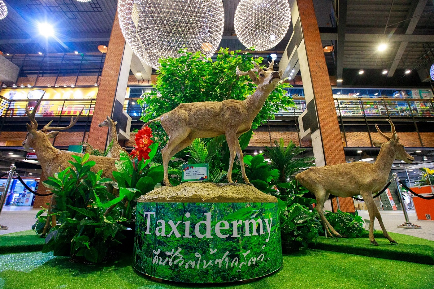 “เดอะ สตรีท รัชดา” จัดนิทรรศการ“Taxidermy” เปิดประสบการณ์ชมสัตว์สตัฟฟ์ พร้อมตื่นตาไปกับมิวเซียมมีชีวิต 