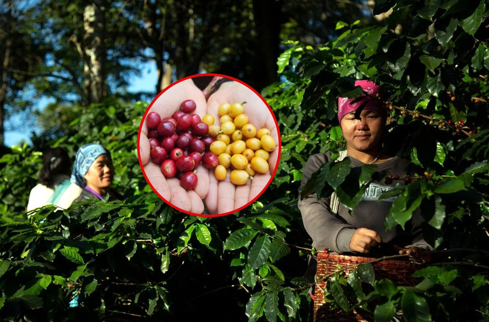 ECO-BRAND ดันกาแฟใต้ร่มไม้ ฟื้นป่าลด PM2.5 สร้างรายได้ชุมชนบนดอย