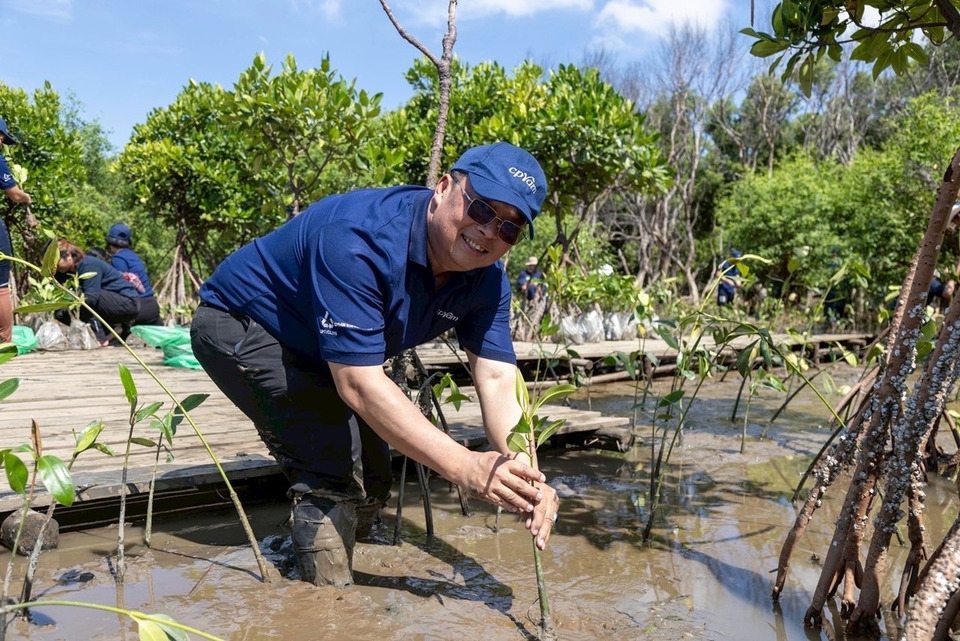 ซีพีแรม (ลาดกระบัง) ปลูกป่าชายเลน 10,000 ต้น หนุน SDGs ฟื้นฟูระบบนิเวศยั่งยืน