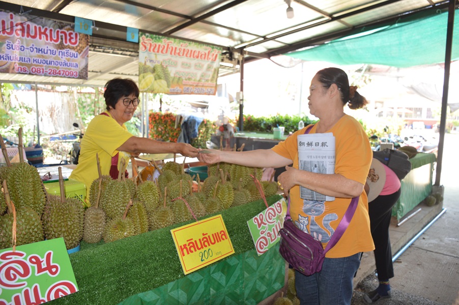 เทศบาลตำบลหัวดงเอาใจคนรักทุเรียนเปิดตลาดชวนนักท่องเที่ยวชิมทุเรียนหลง-หลิน ลับแล  