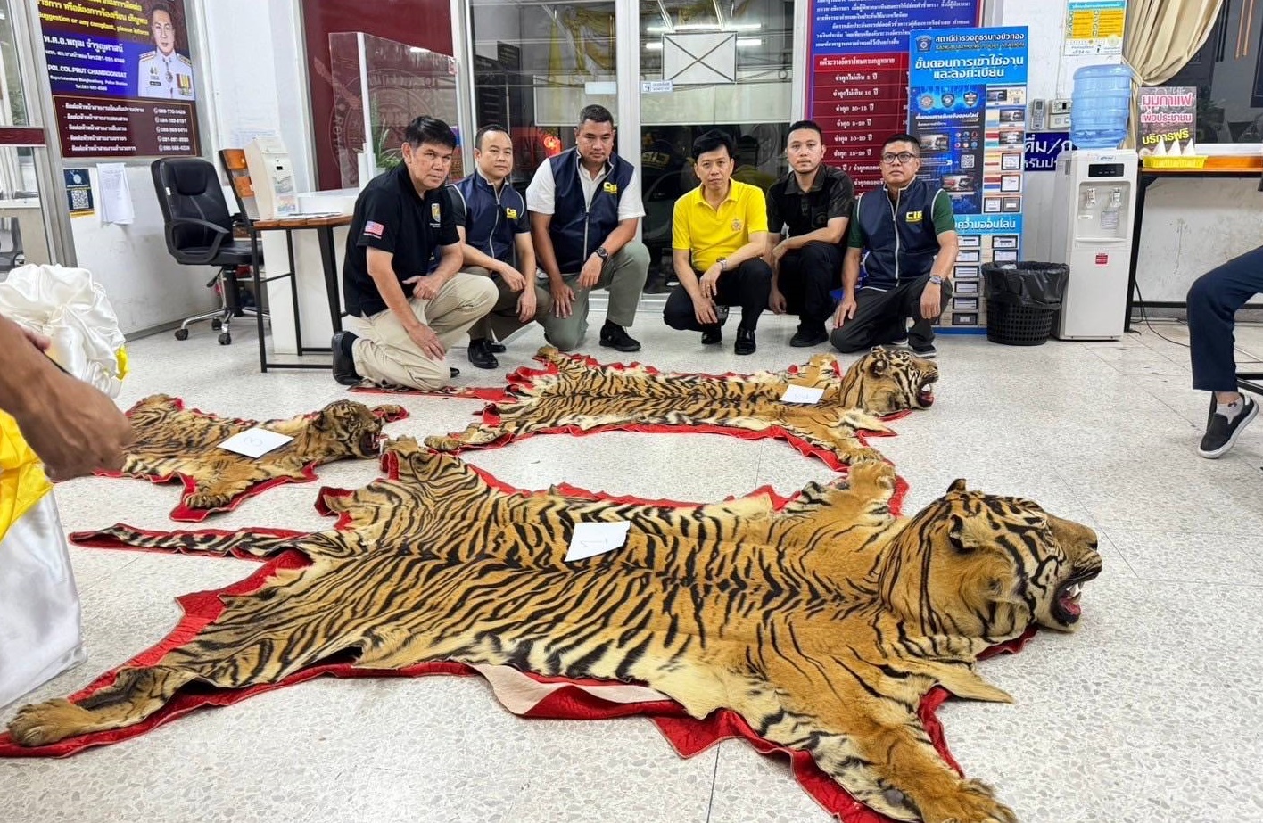 บก.ปทส.ตัดวงจรค้าเสือโคร่ง แก้ไขปัญหาการลักลอบค้าสัตว์ป่า เป็นอาชญากรรมข้ามชาติ