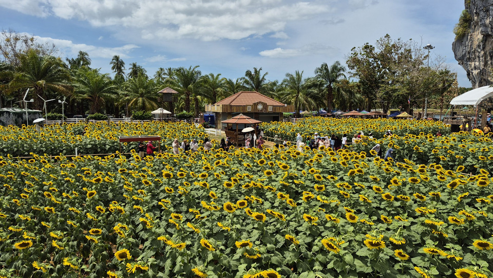ทานตะวันบานสะพรั่งเขาทะนาน! สตูลชูชุดไทยประยุกต์รับวาเลนไทน์