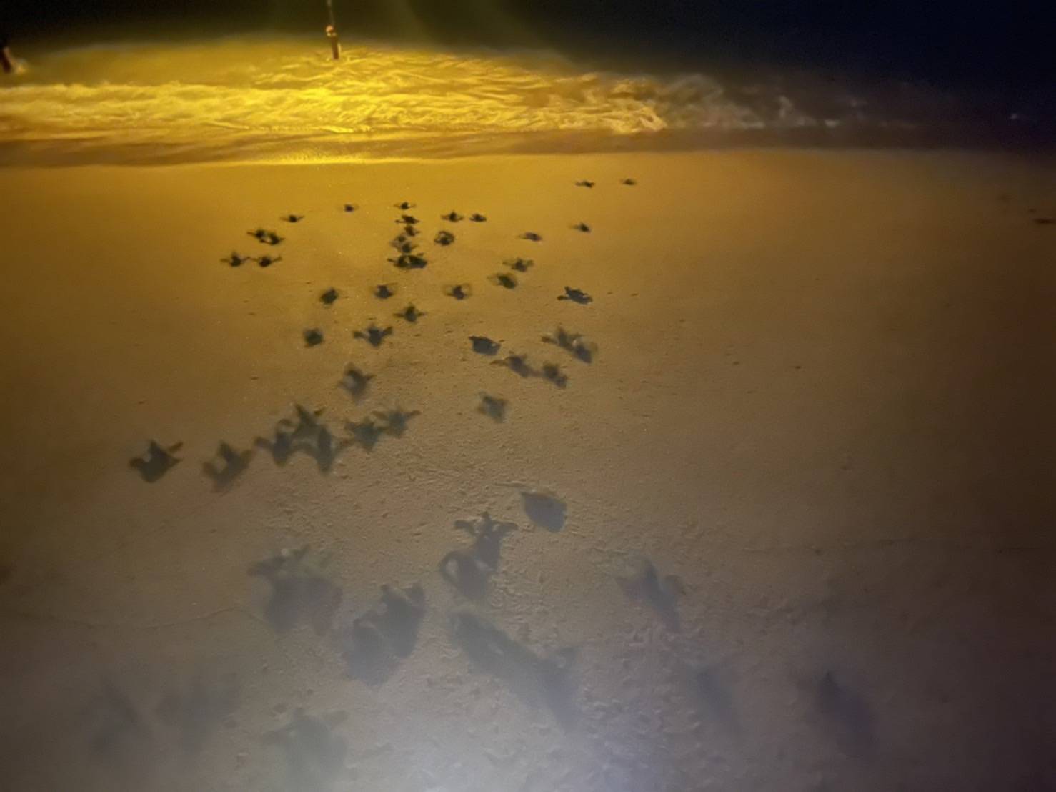 ลูกเต่ามะเฟืองรังที่ 4 ชายหาดบางขวัญ​ พังงาฟักออกจากไข่และกลับสู่ทะเล​แล้ว