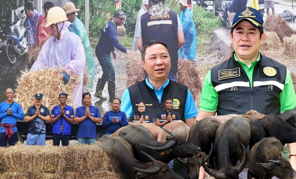 กรมปศุสัตว์ส่งหญ้าอาหารสัตว์พระราชทาน ช่วยผู้เลี้ยงสัตว์ 9 จว.ใต้ประสบภัยน้ำท่วม