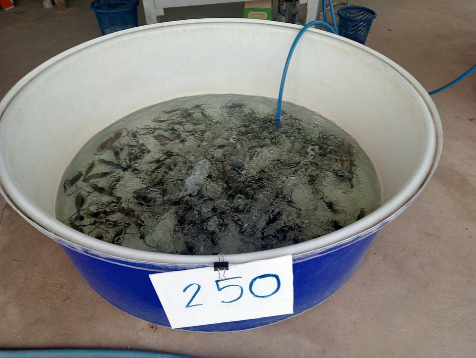  กุ้งก้ามกรามกาฬสินธุ์วิกฤตหนัก! ราคาดิ่งต่ำสุดรอบ 20 ปี ระบายไม่ทันเสี่ยงน็อคยกบ่อ 
