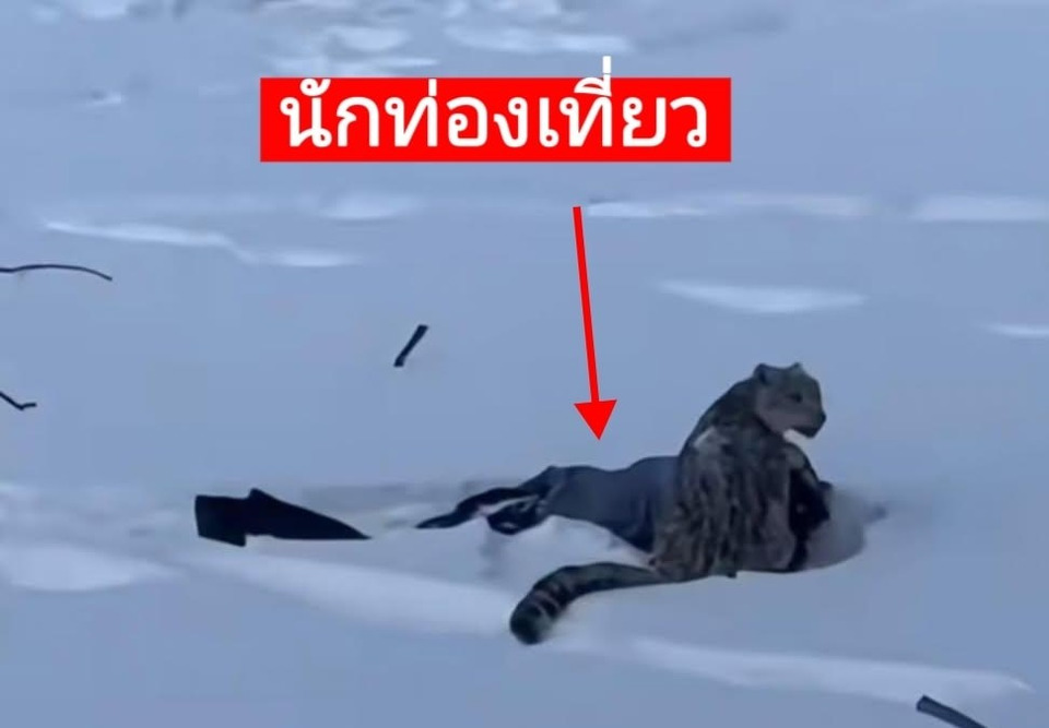 ระทึกกลางสกีรีสอร์ต! เสือดาวโผล่คร่อมนักท่องเที่ยวสาว กลางหิมะซินเจียง
