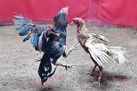 "นอภ.นาตาล" งัดกฎเหล็กห้ามลักลอบชนไก่เถื่อน