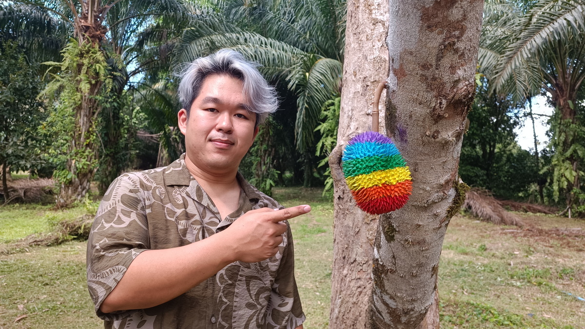 หนึ่งเดียวในไทยเปิดตัวทุเรียนสาลิกาสีรุ้งฉลองเดือน Pride Month บนต้นทุเรียนในสวนที่อำเภอกะปง