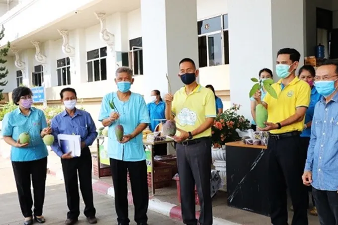 กลุ่มฯผู้ปลูกมะม่วงบ้านบุฮม ขนทัพมะม่วงคุณภาพ เปิดบูธขายหน้าศาลากลางจังหวัดเลย สู้วิกฤติโควิต319