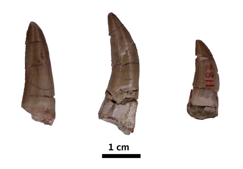 ค้นพบฟันไดโนเสาร์ "ไทแรนโนซอรอยด์แรกเริ่ม" ญาติเก่าแก่ของ T.rex
