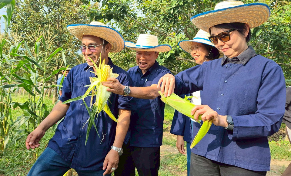 "ข้าวโพดหวานคลองสองน้ำ" อัตลักษณ์ใหม่ท่าแพ ชูการท่องเที่ยวเชิงเกษตรสู่ระดับประเทศ