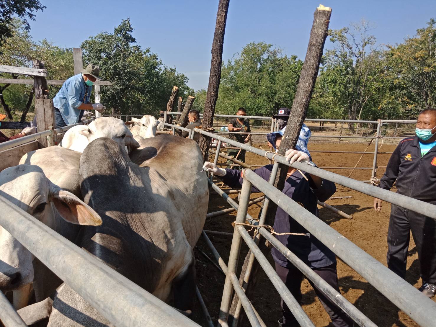 ปศุสัตว์จังหวัดลพบุรีฉีดวัคซีนป้องกันโรคลัมปี-สกิน  เพื่อให้ภูมิคุ้มกันโรคต่อสัตว์