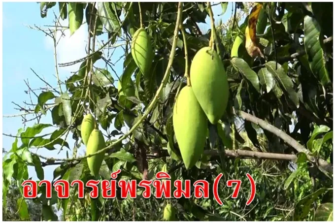 อาจารย์พรพิมล(7)