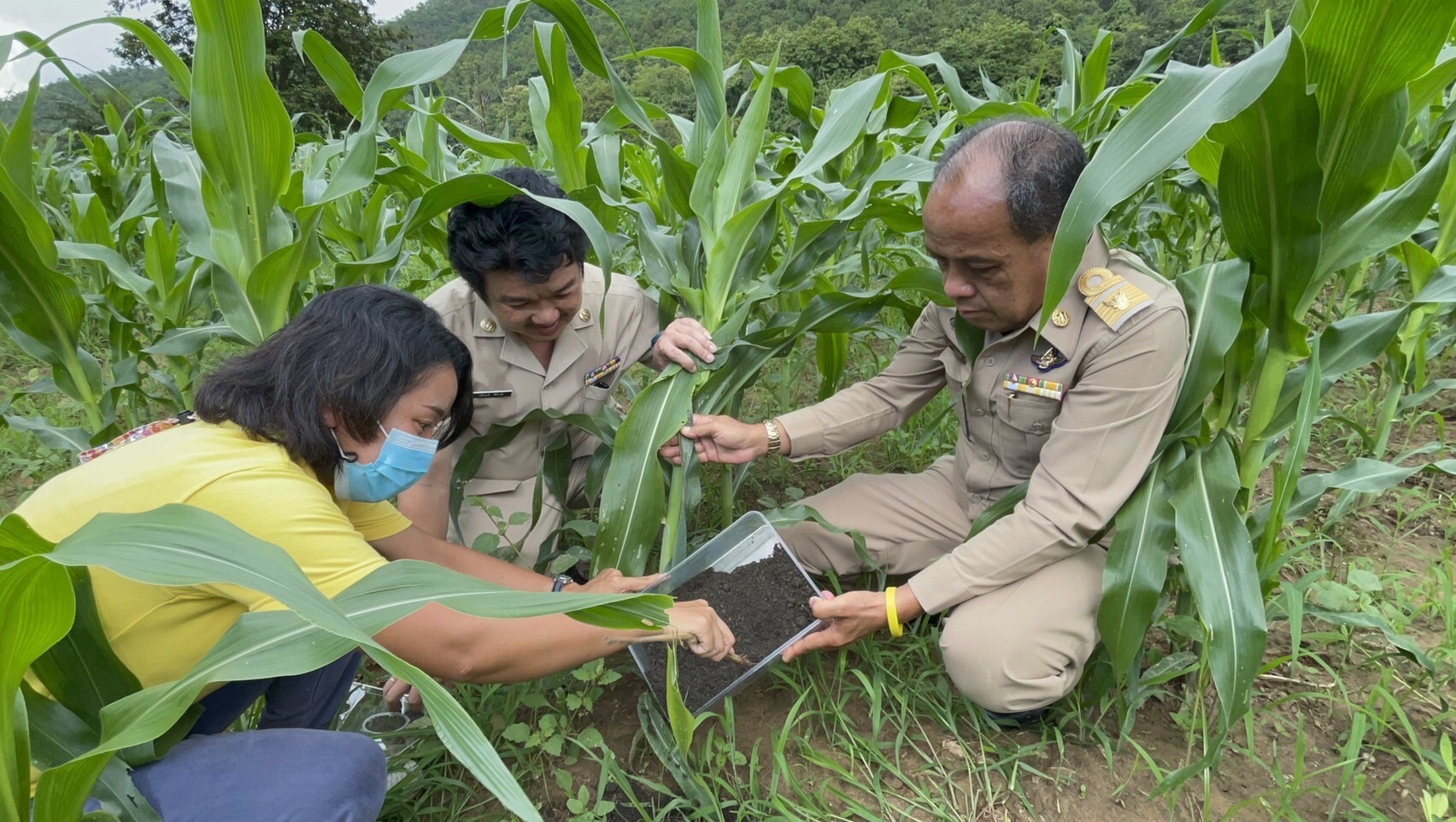 เกษตรแม่ฮ่องสอนแนะวิธีกำจัดแมลงในแปลงข้าวโพดหวานด้วยแมลงหางหนีบ