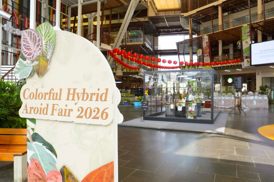 วงการไม้ใบด่างคึกคัก! Colorful Foliage #7 รวมไฮบริดอะรอยด์แรร์ไอเทมทั่วโลก ในงาน Colorful Hybrid Aroid Fair 2026