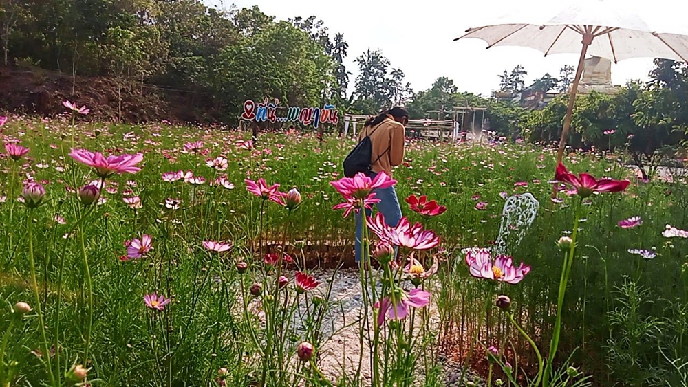 "ทุ่งคอสมอส" ที่พญาขัน บานสะพรั่งต้อนรับนักท่องเที่ยวในช่วงวันหยุดสงกรานต์