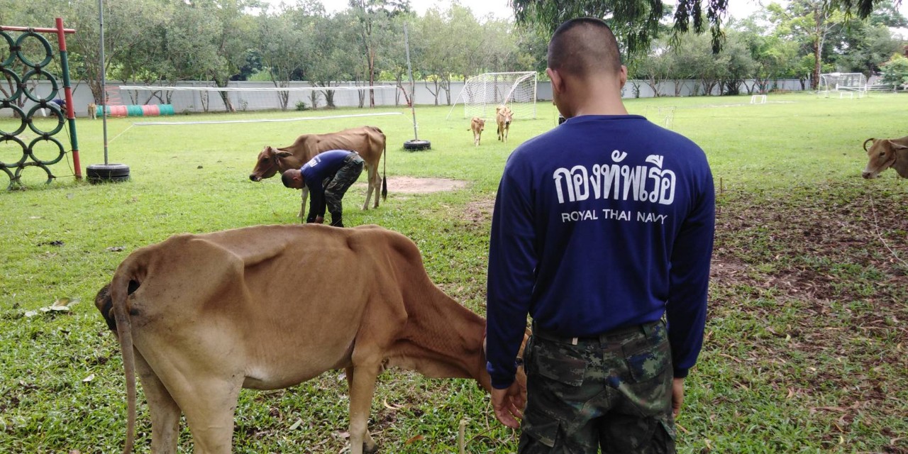 นรข.ตรวจยึด โคเพศผู้และเพศเมีย ที่ริมฝั่งโขง
