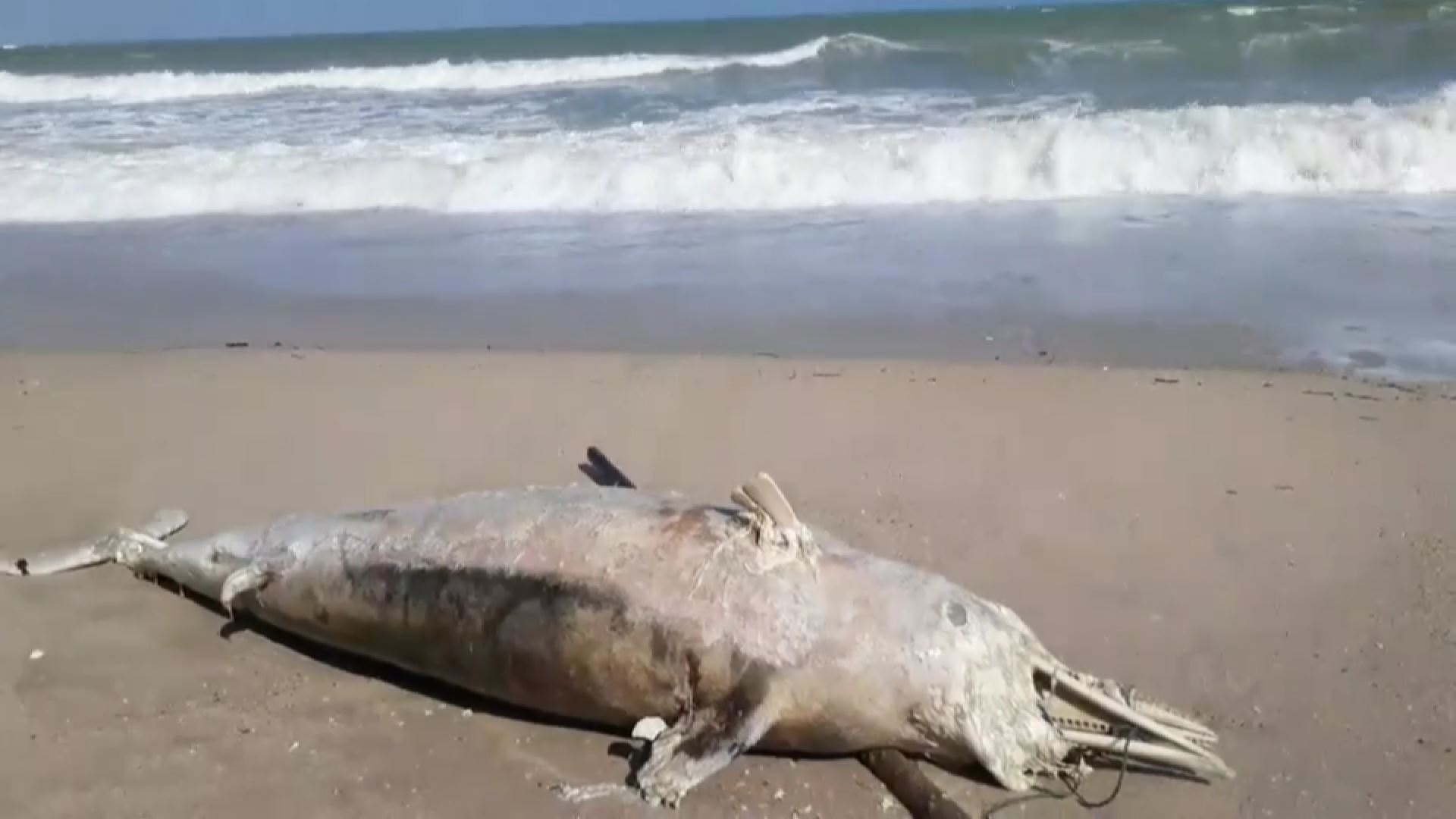 สลด! โลมาสีชมพู ดาราขวัญใจนักท่องเที่ยวทะเลขนอม ตายเกยหาดไม่ทราบสาเหตุ 