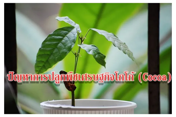 ปัญหาการปลูกพืชเศรษฐกิจโกโก้ (Cocoa)
