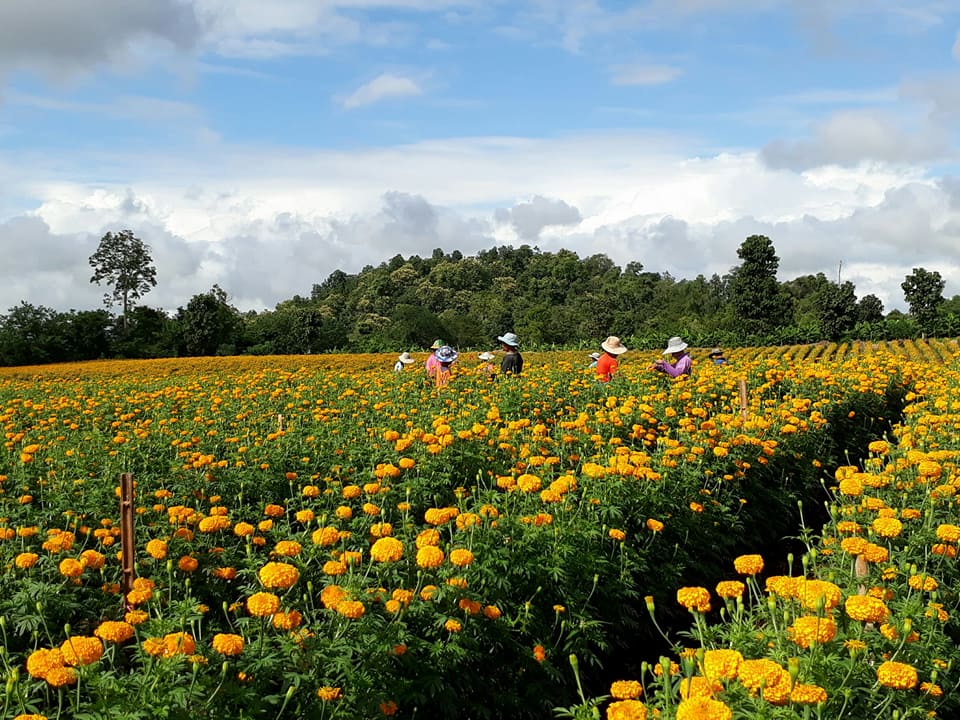 "ทุ่งดาวเรือง" สวยสะพรั่ง  ที่บ้านรวมไทยพัฒนา อ.พบพระ 