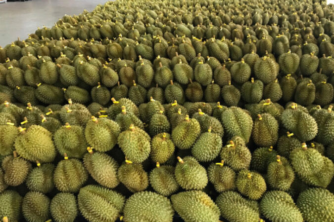 สถานการณ์การค้าสินค้าเกษตรไทยช่วง  6 เดือนแรกปี 66 มีมูลค่าการค้ากับโลก 1.231 ล้านล้าน
