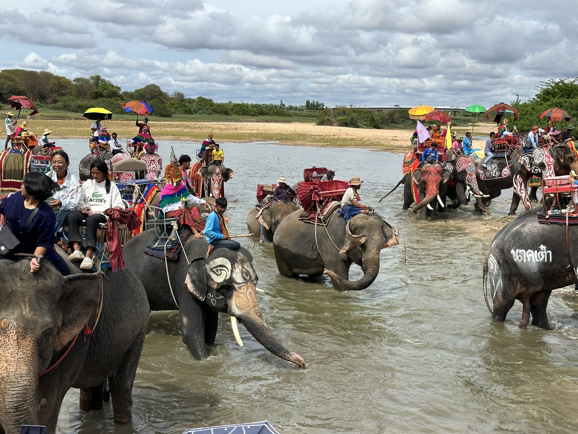 สุรินทร์ จัดงานบุญบวชนาคช้าง ประเพณีเก่าแก่ของชาวกูย อย่างยิ่งใหญ่