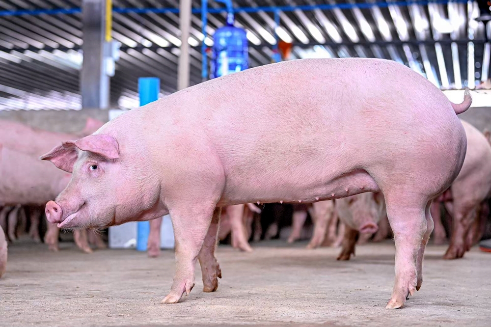 ต้นทุนถาโถมทำราคาหมูขยับ ต้องใช้ “กลไกตลาด” ขับเคลื่อนสู่สมดุล 