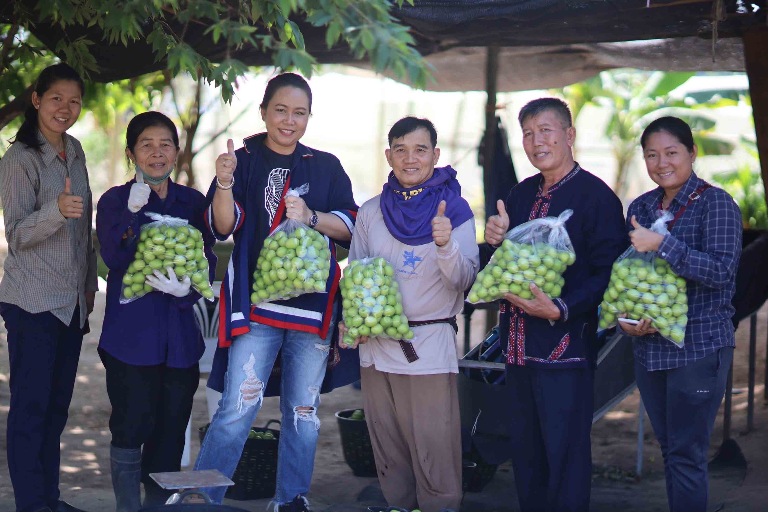 กาฬสินธุ์เร่งเก็บผลผลิต ‘พุทรานมบ้านโพน’ ของฝากยอดนิยมช่วงปีใหม่