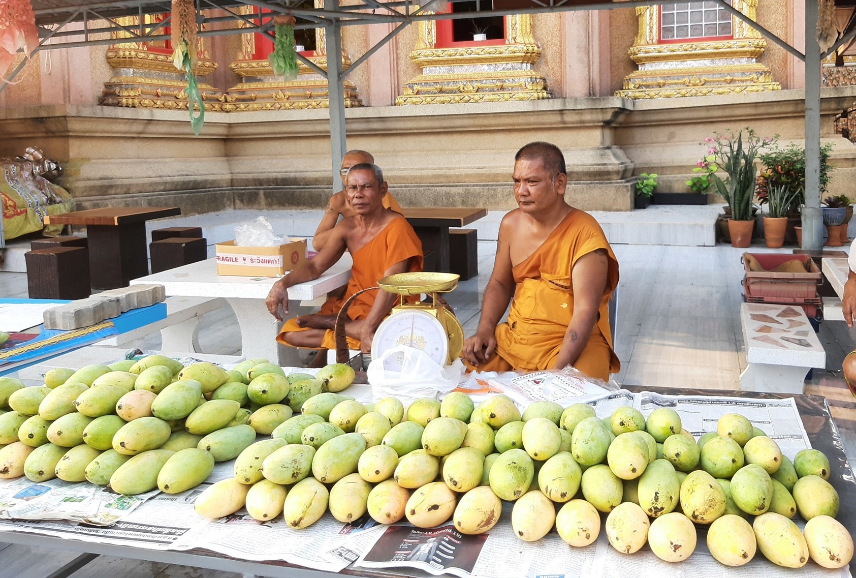 โควิดทำพิษ!! พระวัดบางหญ้าแพรก นั่งขายมะม่วง หาค่าน้ำค่าไฟวัด