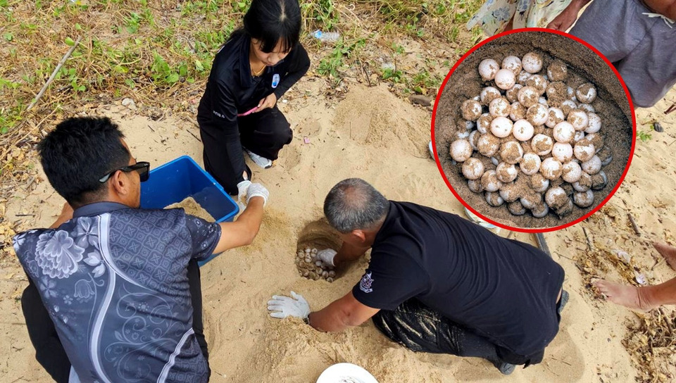 ข่าวดี! พบเต่าหญ้าวางไข่ 135 ฟอง หน้าหาดเขาหลัก เร่งย้ายหลุมฟักสู่พื้นที่ปลอดภัย