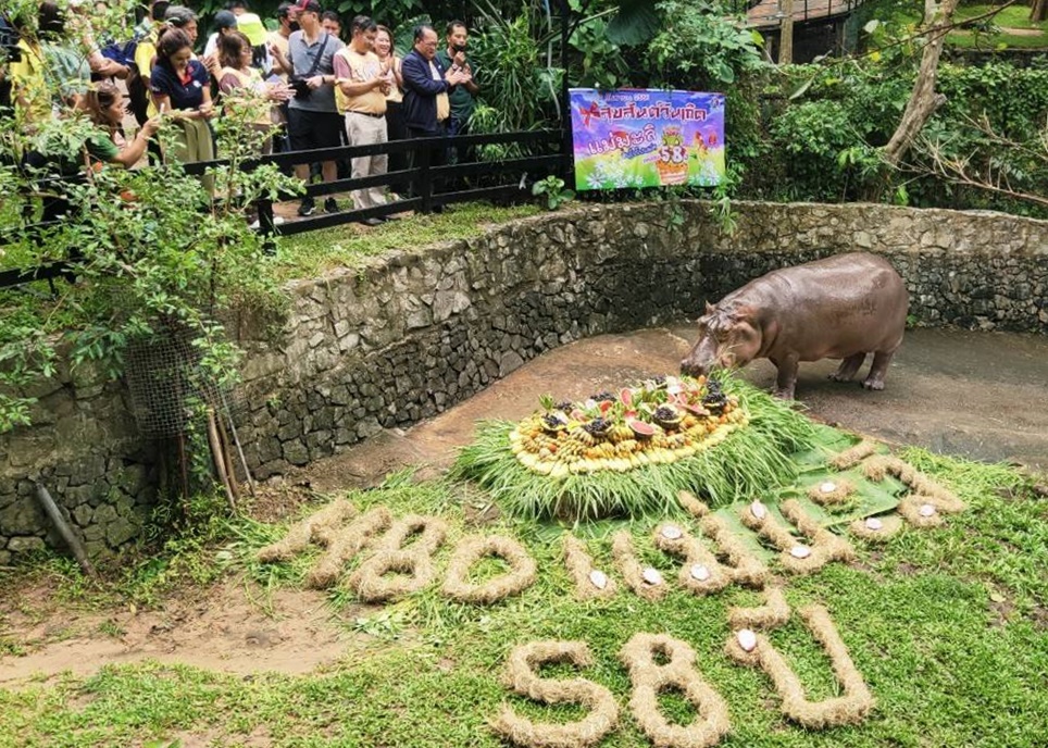 สวนสัตว์เปิดเขาเขียว ฉลองวันเกิด "แม่มะลิ" ครบ 58 ปี ฮิปโปฯที่มีอายุยืนที่สุดในไทย 