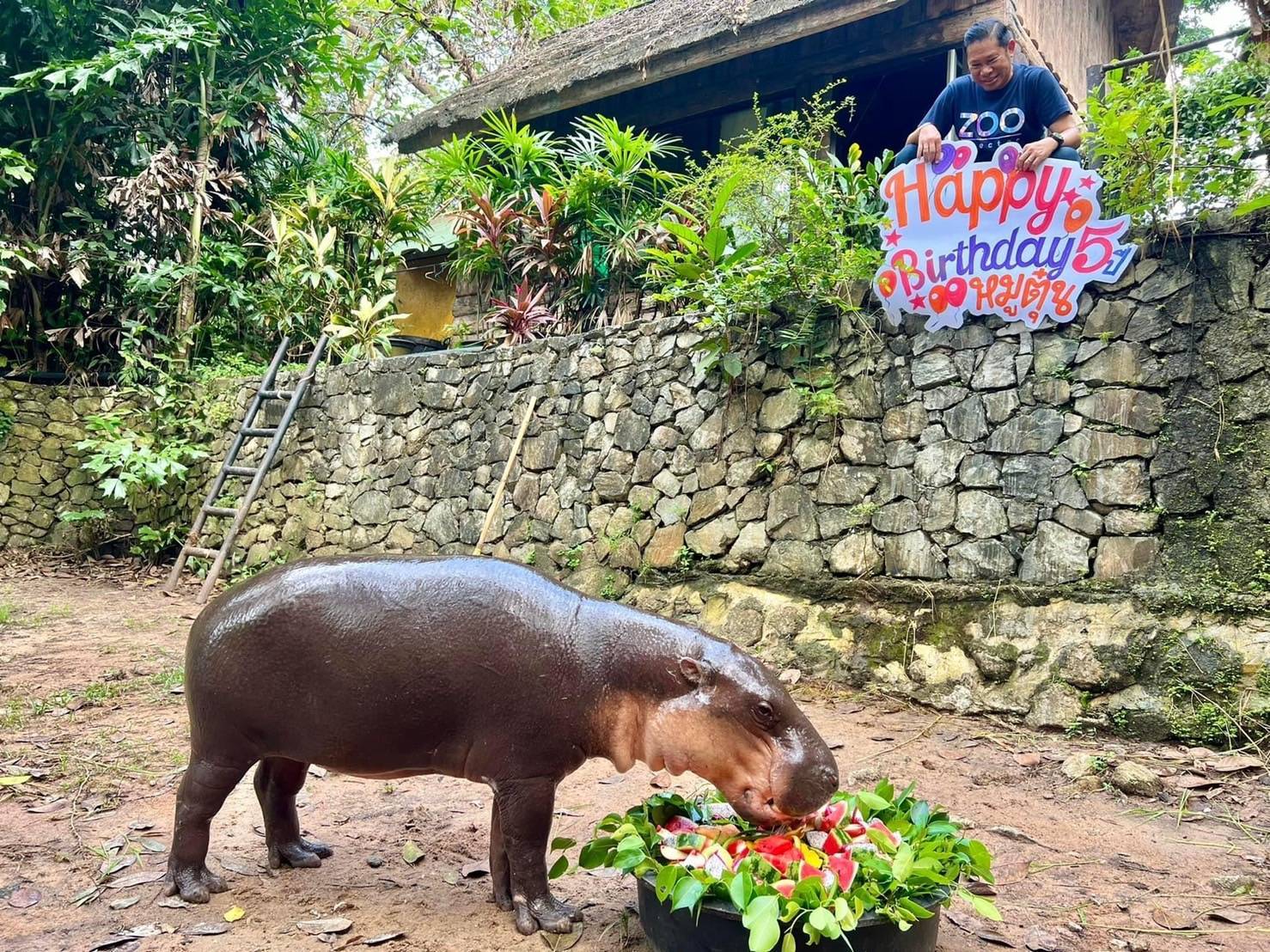 สวนสัตว์เปิดเขาเขียว ฉลองวันเกิด "หมูตุ๋น" ผู้ปกครองพาบุตรหลานชม "น้องหมูเด้ง" ช่วงปิดเทอมคับคั่ง