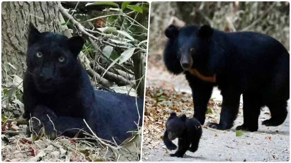 นทท. เผยภาพหายาก “เสือดำ–หมีควายแม่ลูก” อวดโฉมบนถนนแก่งกระจาน สะท้อนความสมบูรณ์ระบบนิเวศ