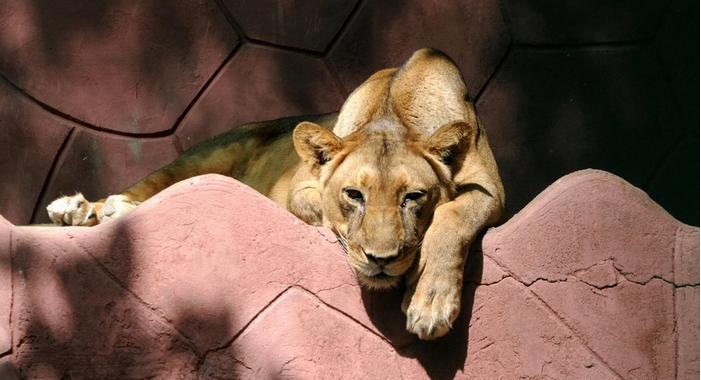 ตะลึง! “โควิด” ปลิดชีพ “เจ้าป่า” ในสวนสัตว์แดนโรตี
